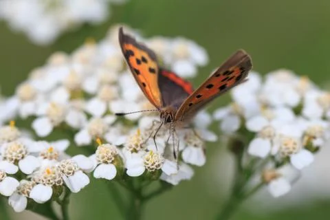 Small copper butterfly Stock Photos