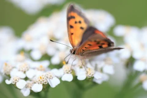 Small copper butterfly Stock Photos
