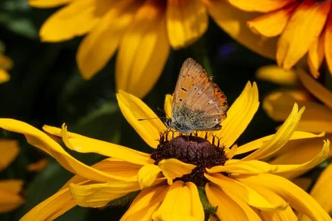 Small copper butterfly pollinating a yellow Rudbeckia flower Stock Photos