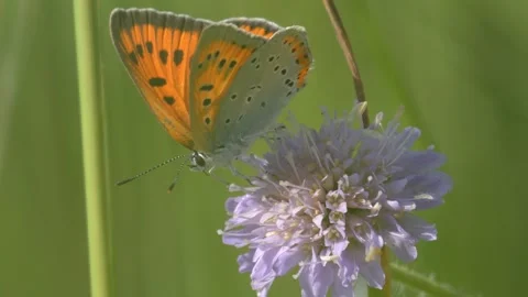 Small Copper Butterfly Resting on Field Scabious - 4K Wildlife Slow Motion Shot Vídeos de archivo 336189013