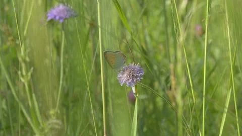 Small Copper Butterfly Resting on Field Scabious - 4K Wildlife Slow Motion Shot Stockbeeldmateriaal 336189034