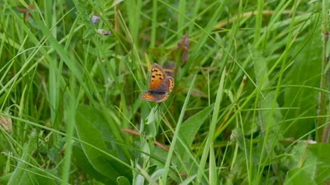 Small Copper Butterfly Resting on Grass Stem Stock Footage 340783302