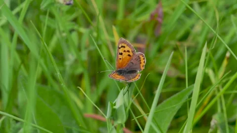 Small Copper Butterfly Resting on Grass Stem Stock Footage 340783728