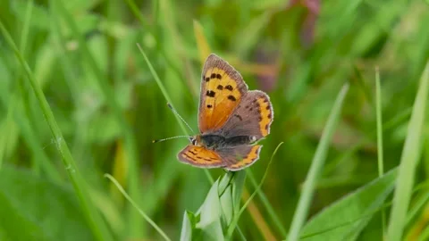 Small Copper Butterfly Resting on Grass Stem Stock Footage 340783930