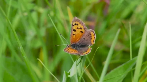 Small Copper Butterfly Resting on Grass Stem Stock Footage 340784158