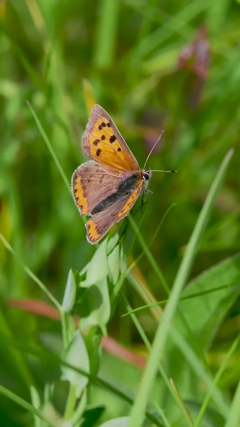 Small Copper Butterfly Resting on Grass Stem Stock Footage 340784862