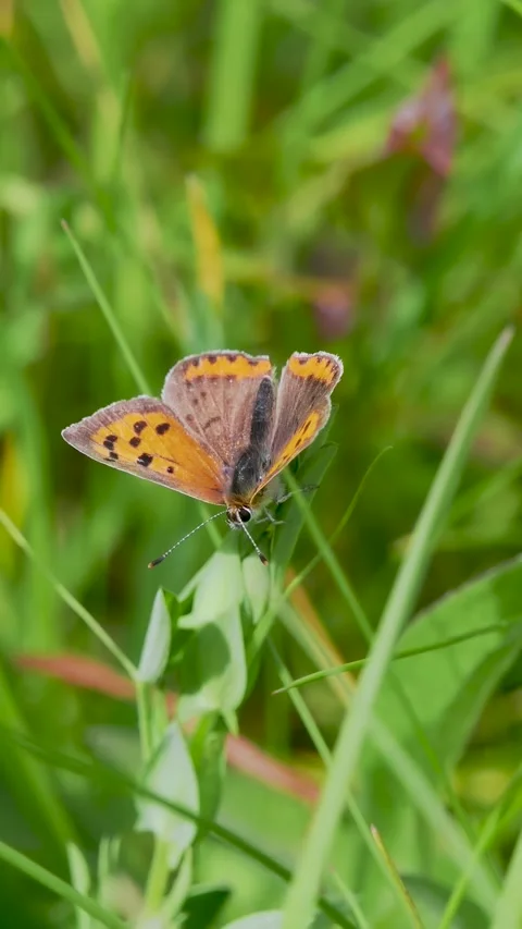 Small Copper Butterfly Resting on Grass Stem Stock Footage 340784985
