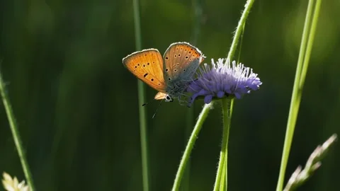 Small Copper Butterfly Resting on Scabious Flower in Wind - 4K Macro Vidéo 335832966