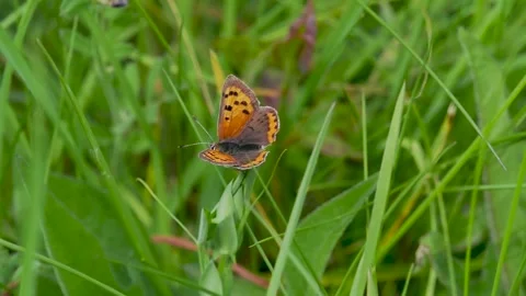 Small Copper Butterfly on a Stem Stock Footage 345064715