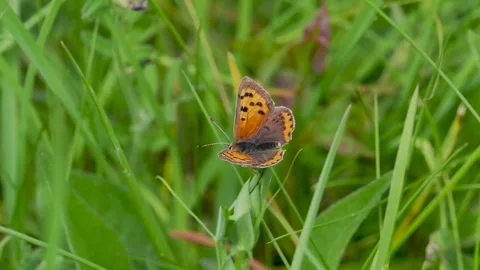 Small Copper Butterfly on a Stem Stock Footage 345064737