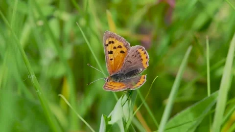 Small Copper Butterfly on a Stem Stock Footage 345064751