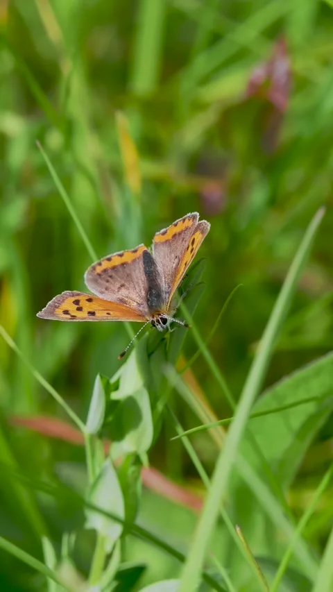 Small Copper Butterfly on a Stem Stock Footage 345064826