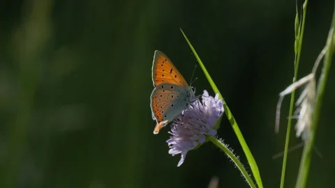 Small Copper Butterfly Taking Flight from Scabious Flower - 4K Macro Wildlife Vidéo 335819098