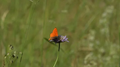 Small Copper Butterfly Taking Flight from Field Scabious - 4K Wildlife Stockbeeldmateriaal 336187559