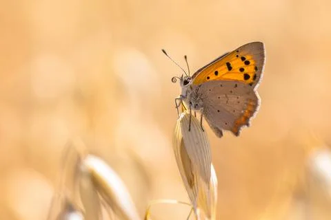 Small copper cereal field Stock Photos