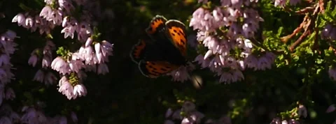 Small Copper Lycaena phlaea butterfly in heather in Norway 400 fps slow motion Stock Footage 139099396
