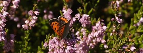 Small Copper Lycaena phlaea butterfly in heather in Norway 400 fps slow motion Video stock 139099397