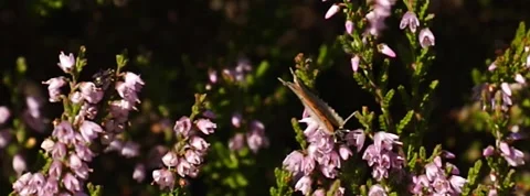 Small Copper Lycaena phlaea butterfly in heather in Norway 400 fps slow motion Stock Footage 139099398
