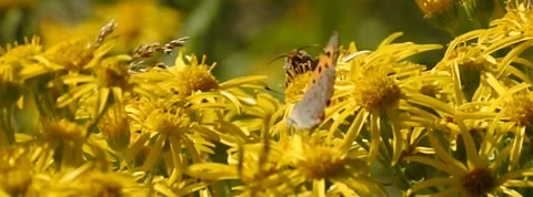 Small Copper Lycaena phlaea butterfly in Norway 400 fps slow motion Stock Footage 139099399