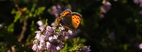 Small Copper Lycaena phlaea butterfly in heather in Norway 400 fps slow motion Stock Footage 139099412