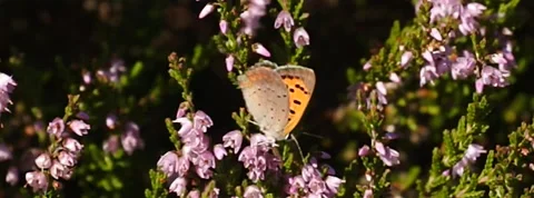 Small Copper Lycaena phlaea butterfly in heather in Norway 400 fps slow motion Video stock 139099414