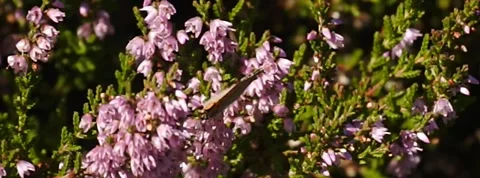 Small Copper Lycaena phlaea butterfly in heather in Norway 400 fps slow motion Stock Footage 139099415