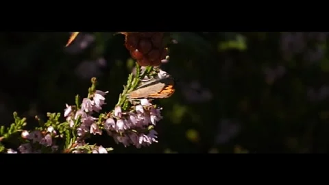 Small Copper Lycaena phlaea butterfly in heather in Norway 400 fps slow motion Stock Footage 139099423