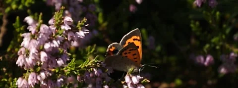 Small Copper Lycaena phlaea butterfly in heather in Norway 400 fps slow motion Stock Footage 139099428