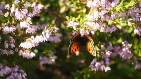 Small Copper Lycaena phlaea butterfly in heather in Norway 400 fps slow motion Stock Footage 139099433