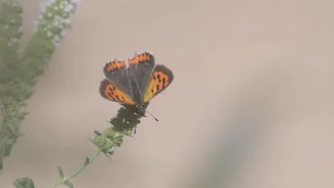 Small Copper (Lycaena phlaeas) perching on flower Video stock 256769471