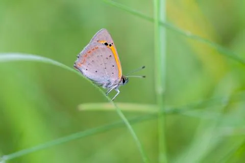 Small copper - Lycaena phlaeas Stock Photos