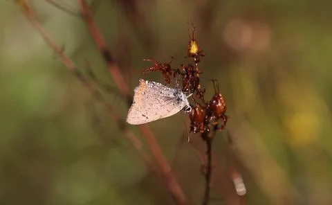 Small copper - Lycaena phlaeas 库存照片