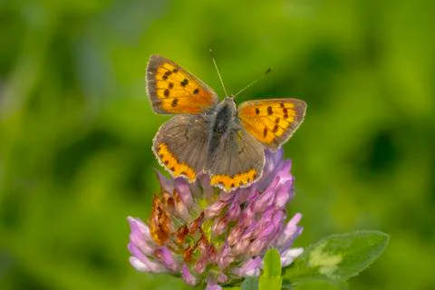 Small copper or common copper butterfly lycaena phlaeas closeup Stock Photos