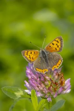 Small copper or common copper butterfly lycaena phlaeas closeup Stock Photos