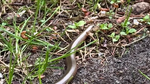 Small Copperhead Snake Moving Through Green Grass Close Up Stockbeeldmateriaal 311130489