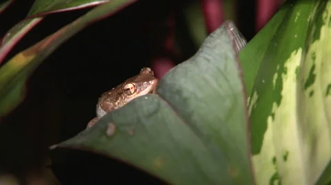Small Coqui Frog 2 Stock Footage 1071387