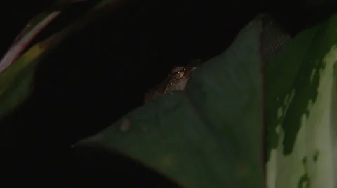 Small Coqui Frog Eyes Stock Footage 1071468