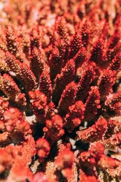 Small coral blocks, texture Stock Photos