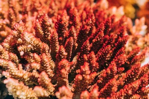 Small coral blocks, texture Stock Photos