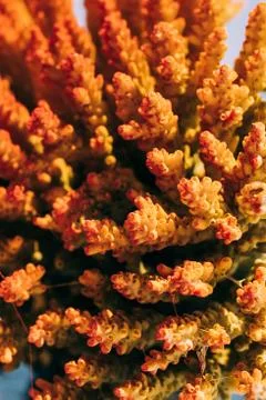 Small coral blocks, texture Stock Photos