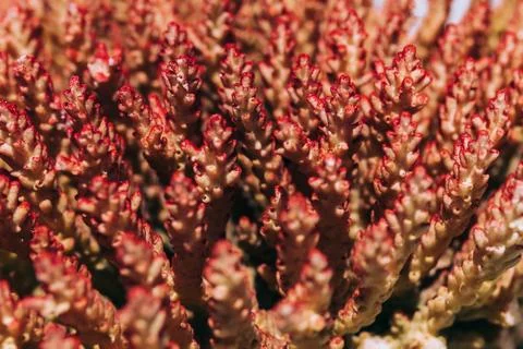 Small coral blocks, texture Stock Photos