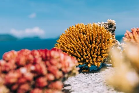Small coral blocks, texture Stock Photos