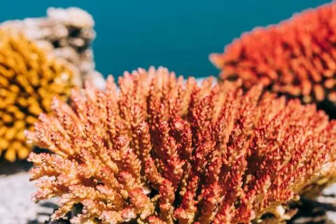 Small coral blocks, texture Stock Photos
