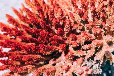 Small coral blocks, texture Stock Photos
