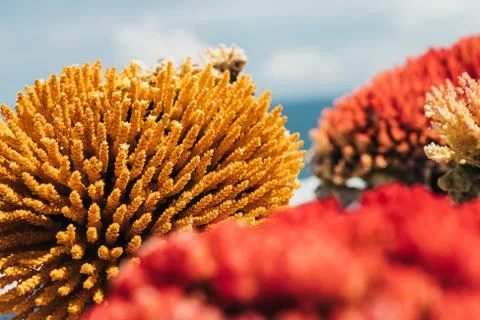Small coral blocks, texture Stock Photos