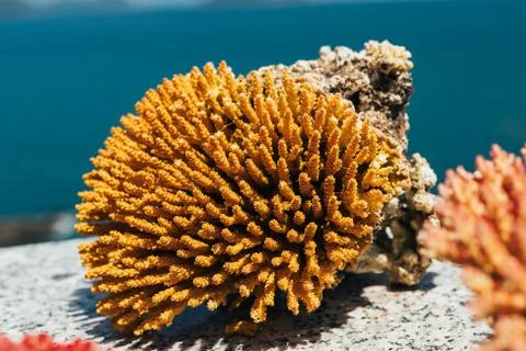 Small coral blocks, texture Stock Photos