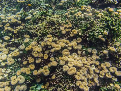 Small coral bottom Stock Photos