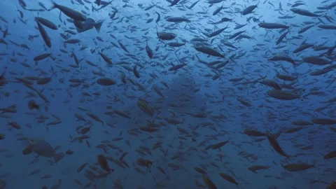 Small coral reef block surrounded by schooling fishes, underwater clip 스톡 동영상 234446478