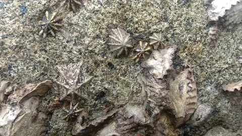 Small corals growing on the rocks, filled along the shoreline Video stock 210460566