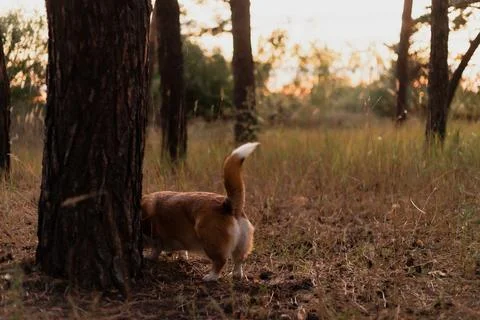 A small corgi dog exploring the base of a pine tree in a grassy forest duri.. Foto stock
